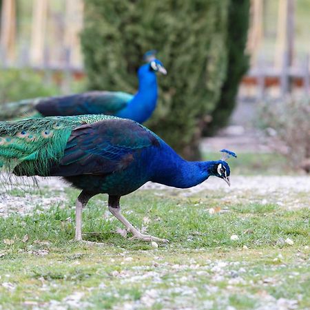 Ca'Novae - Tuscany Farmhouse Montieri Bagian luar foto